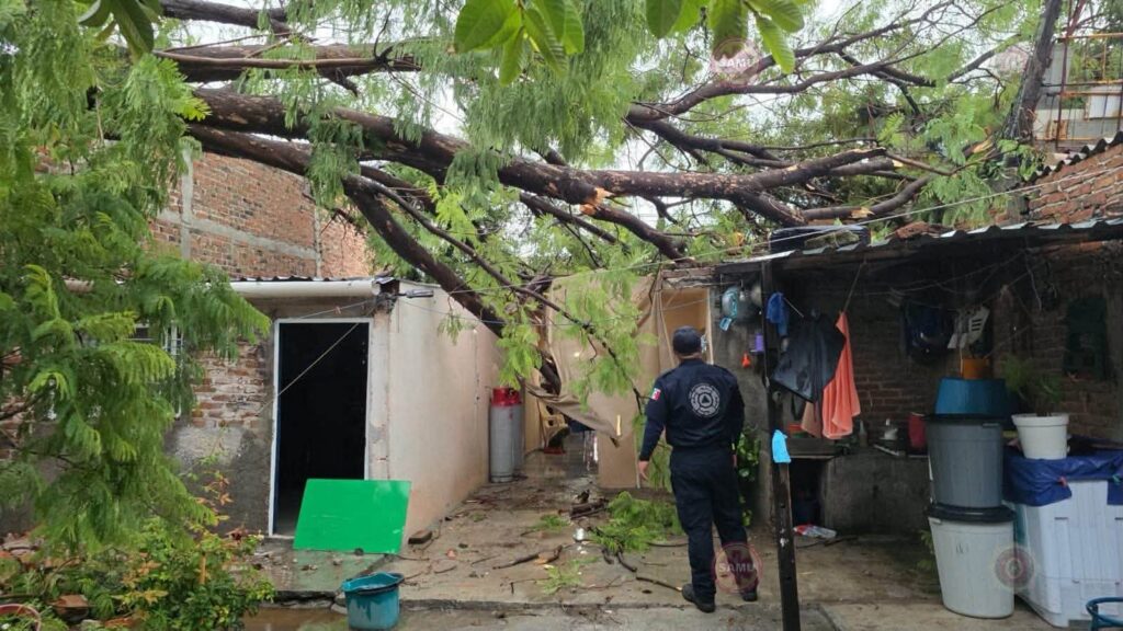 Lluvias provocan la caída de 17 árboles en Celaya; Protección Civil despliega operativo